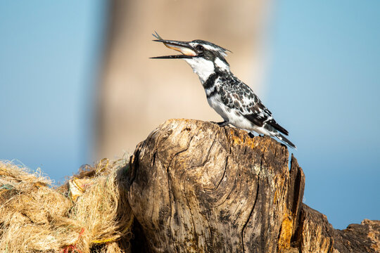 Pied kingfisher with catch at Lake Naivasha, Kenia