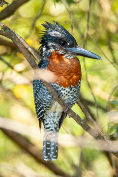 Giant Kingfisher perched near Naivasha lake, Kenya