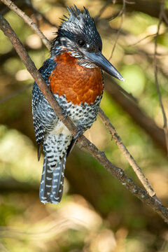 Giant Kingfisher perched near Naivasha lake, Kenya