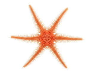 Isolated Orange Brittle Starfish with Seven Arms, Marine Creature, Echinoderm Specimen