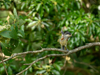 飛び立つヤマガラ