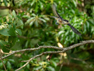 飛び立つヤマガラ