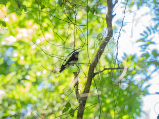 サンコウチョウ