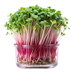 Beet microgreens in a glass container isolated on transparent background