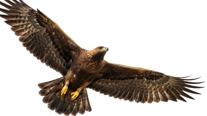 Isolated golden eagle raptor bird spreading its wings mid-flight for an animal theme shot
