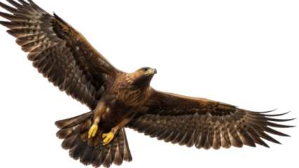 Isolated golden eagle raptor bird spreading its wings mid-flight for an animal theme shot