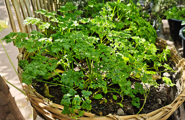 Parsley Herb in the Garden