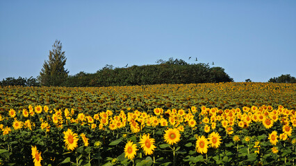 Fototapeta premium a flock of parrots flying over a sunflower field