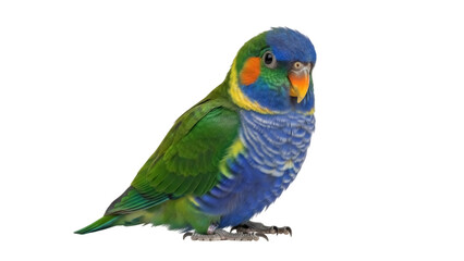 Isolated Coconut Lorikeet bird perched with vibrant blue and green feathers, bright eye, beak