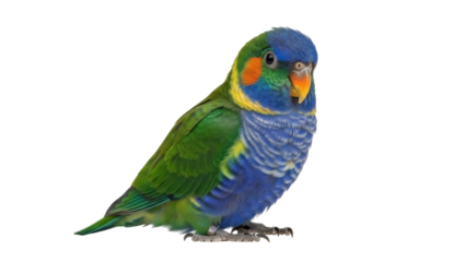 Isolated Coconut Lorikeet bird perched with vibrant blue and green feathers, bright eye, beak