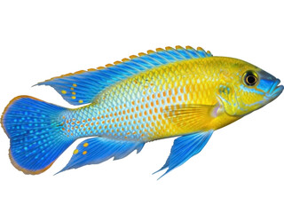 Isolated colorful freshwater Malawi cichlid fish, with yellow and blue coloration and spots