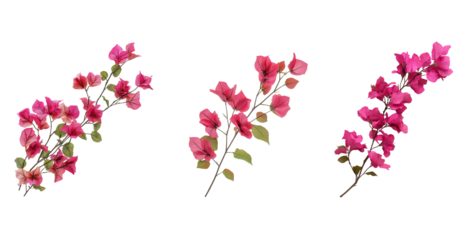 Bougainvillea flower branch isolated on transparent background. Bougainvillea Floral Branch Isolated on Transparent Background Botanical Plant with Bright Tropical Blossoms.