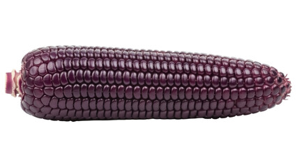 Isolated ear of purple corn, a vibrant, nutritious, and visually appealing food source on its own