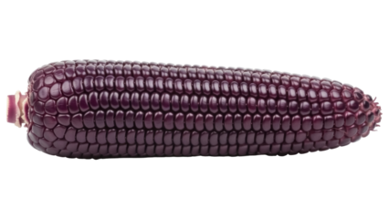 Isolated ear of purple corn, a vibrant, nutritious, and visually appealing food source on its own