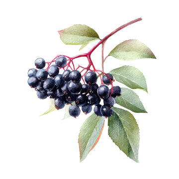 Elderberry, watercolor drawing vector, isolated on a white background.