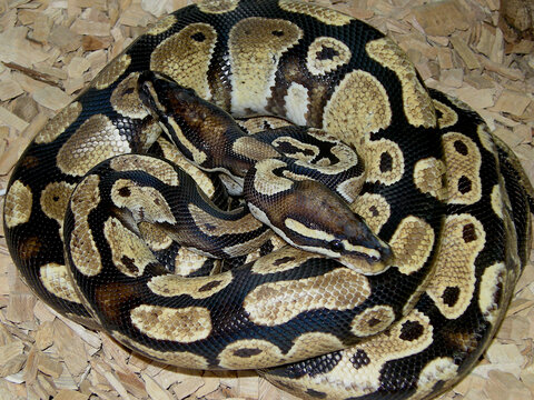 Pair of coiled ball Pythons, Python Regius, Central africa