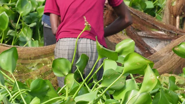 people removing water hyacinth, often in conjunction with fishing activities. 