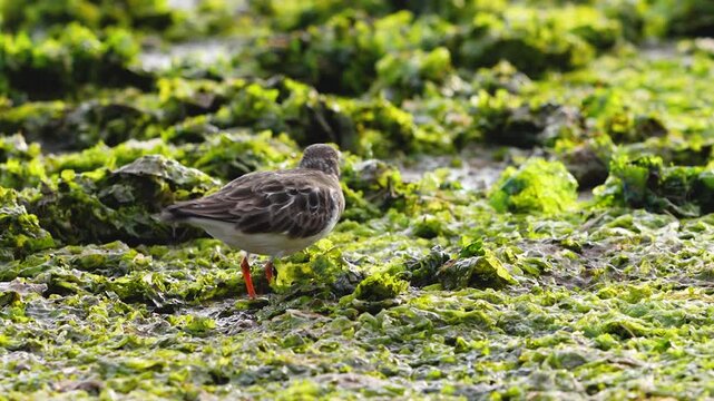 Solitary bird moves through wet, green seaweed on a coastal mudflat during low tide. High quality 4k footage