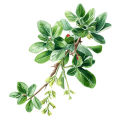 Licorice Plant, watercolor painting vector, isolated on a white background.