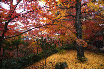 Joujakouji Temple in Arashiyama, Kyoto, Japan in late autumn