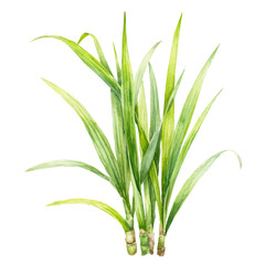 Fototapeta premium watercolor of Lemongrass, vector, isolated on a white background.
