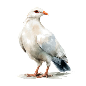 watercolor of Kagu, vector, isolated on a white background.
