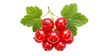Isolated bunch of shiny red currants with leaves, ripe and tasty summer fruit snack