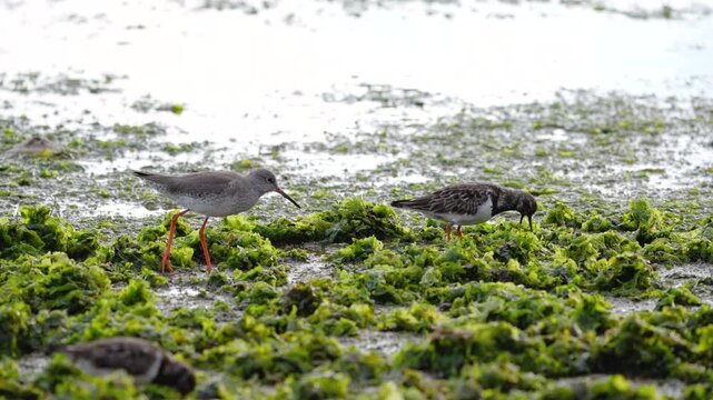 Shorebirds search for food among green seaweed on a coastal mudflat during low tide. High quality 4k footage