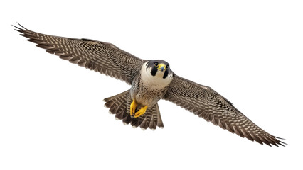 Isolated Peregrine Falcon soaring with wings spread, a powerful bird of prey in flight
