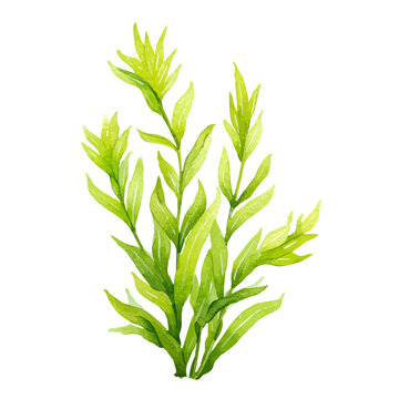 Elodea, watercolor illustration vector, isolated on a white background.
