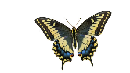 Isolated Eastern Tiger Swallowtail butterfly insect, brilliant pattern and yellow markings