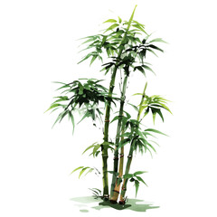Bamboo, watercolor vector, isolated on a white background.