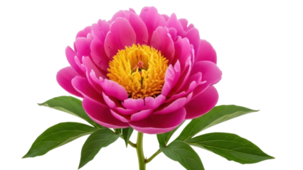 Isolated peony bloom, magenta petals with vibrant yellow center, spring floral, beautiful flower