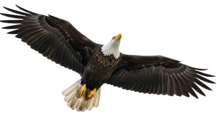 Isolated Bald eagle in full flight, majestic powerful bird, freedom symbol, North America