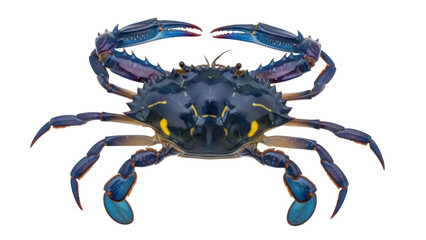 Isolated Blue Crab, a Decapod Crustacean with Bright Turquoise Claws, Found near the Atlantic Ocean