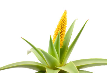 Obraz premium Aloe vera flower isolated on white background, tall spike bloom, green-yellow hues.