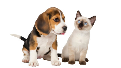 Isolated Siamese kitten and beagle puppy sitting together indoors, eye-level view, adorable