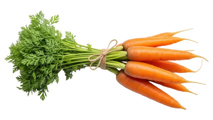 Isolated fresh carrot bunch, orange color vegetable root, healthy cooking ingredient food