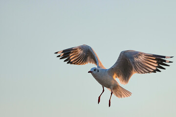 Fototapeta premium Seagulls live in the wild in Thailand.