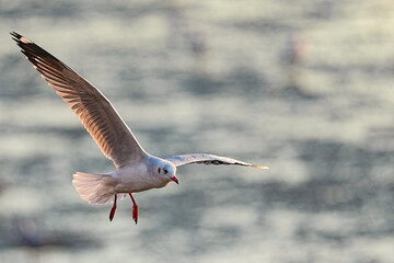 Fototapeta premium Seagulls live in the wild in Thailand.