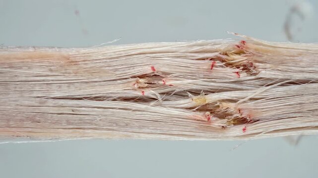 A close-up view of damaged rope's fibers. revealing its broken nature, texture, and structural fragility. Capturing the detail of fraying strands.