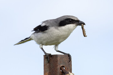 Insect eating bird with a caterpillar catch