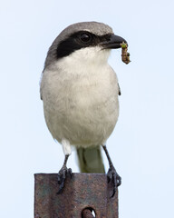 Insect eating bird with a caterpillar catch