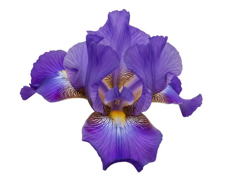 Isolated Blue Iris, a Majestic Beauty - Vibrant Purple Petals, Floral Elegance, and Natural Charms
