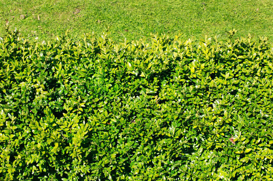 Neatly cut green common box (Buxus sempervirens) privet hedge close-up background, garden evergreen hedging  gardening stock photo image