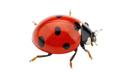 Isolated ladybug standing on its feet shows its spots, with a red body and black head