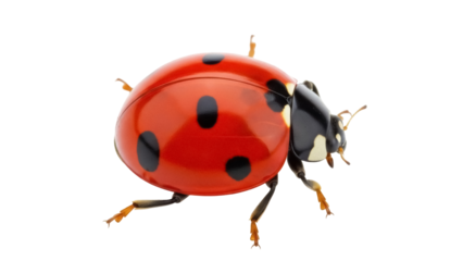 Isolated ladybug standing on its feet shows its spots, with a red body and black head