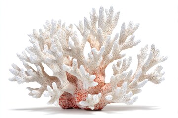 White Coral Reef Fragment Isolated