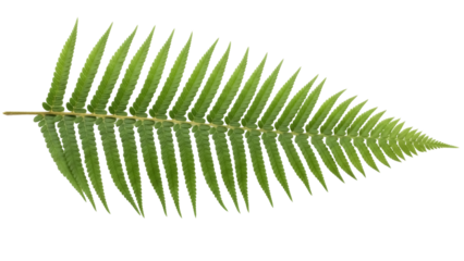 Isolated green fern frond, a botanical element with a tapering, pinnate leaf structure