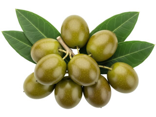 Isolated cluster of green unripe olives on a twig surrounded by leaves with visible veins